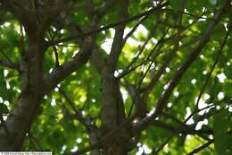 Image of Japanese Tree Lilac