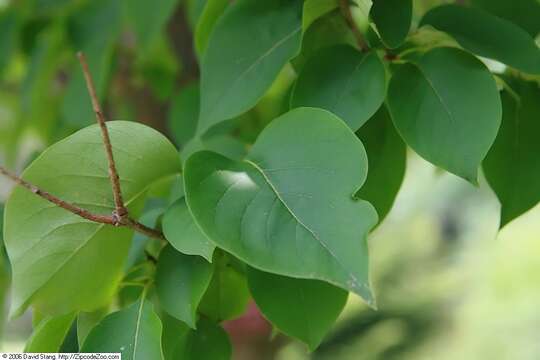 Image of Japanese Tree Lilac