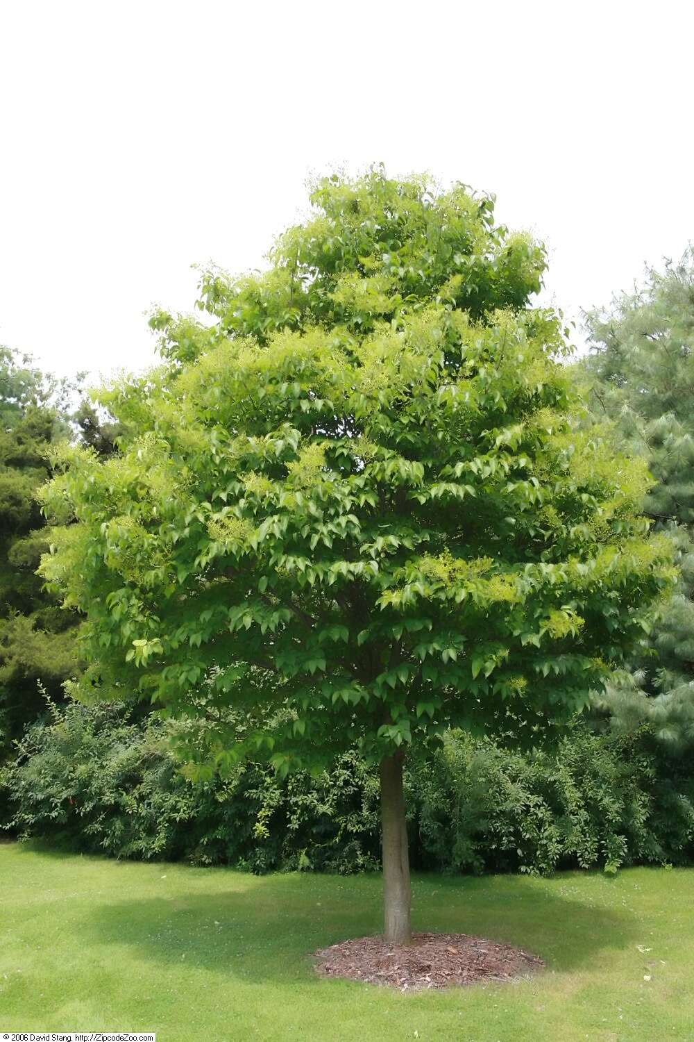 Image of Japanese Tree Lilac