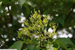 Image of Japanese Tree Lilac