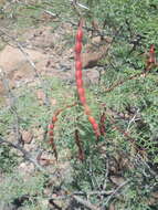 Image of Vachellia pacensis (Rudd & A. M. Carter) Seigler & Ebinger