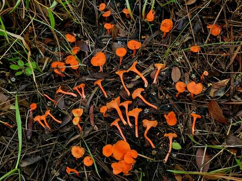 Слика од Cantharellus texensis Buyck & V. Hofst. 2011