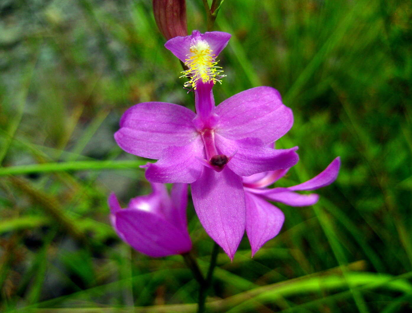 Calopogon tuberosus (L.) Britton, Sterns & Poggenb.的圖片