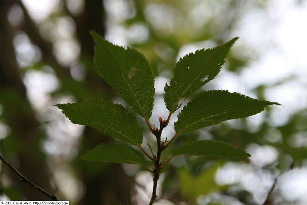 Image of Prunus × incam