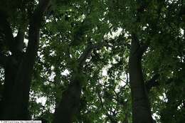 Image of Japanese Zelkova