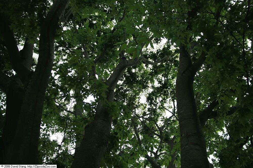 Image of Japanese Zelkova