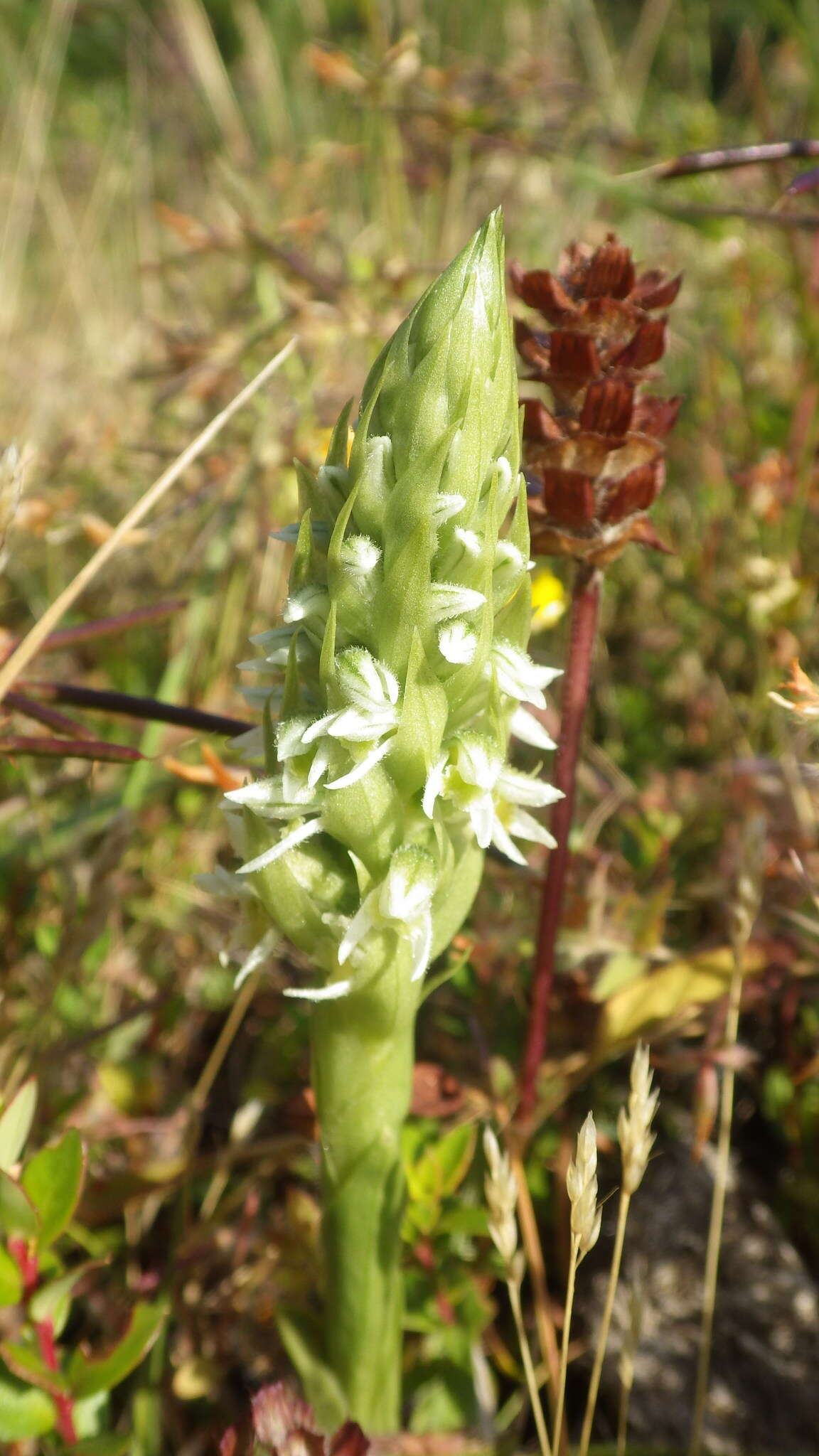 Imagem de Brachystele unilateralis (Poir.) Schltr.