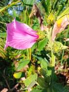 Sivun Hibiscus furcellatus Desr. kuva