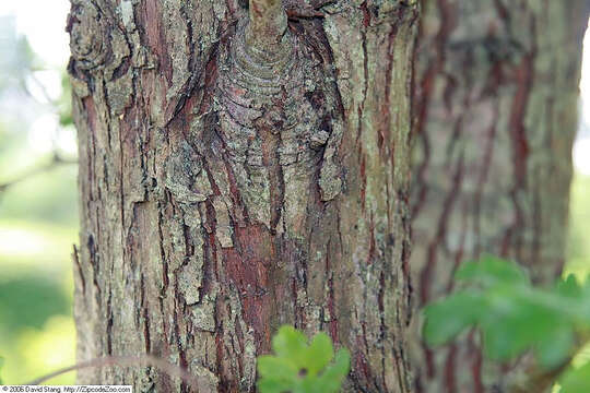 Слика од Crataegus laevigata (Poir.) DC.