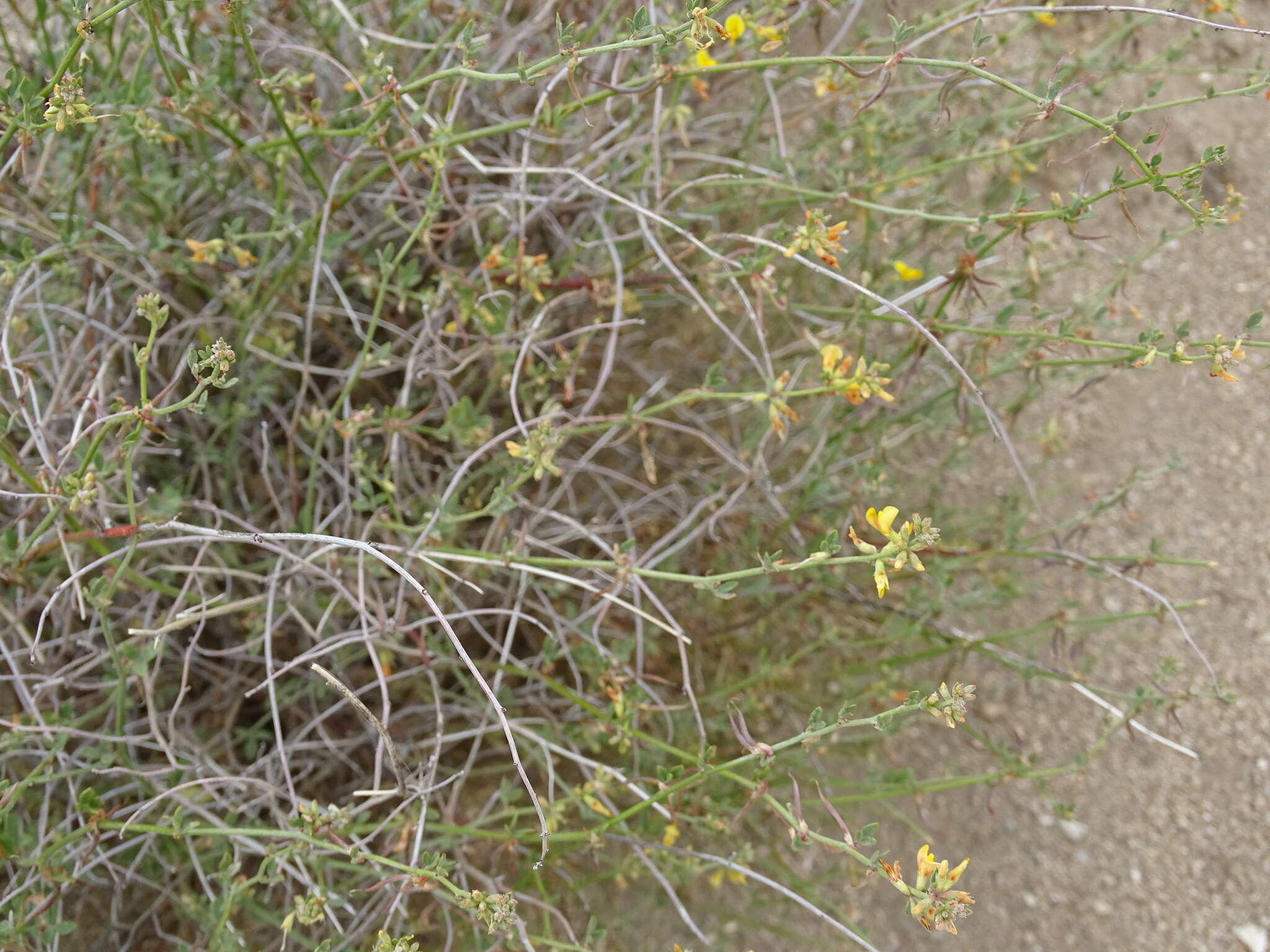 Acmispon glaber var. brevialatus的圖片