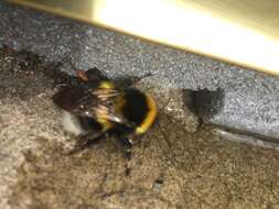 Image of Small garden bumblebee