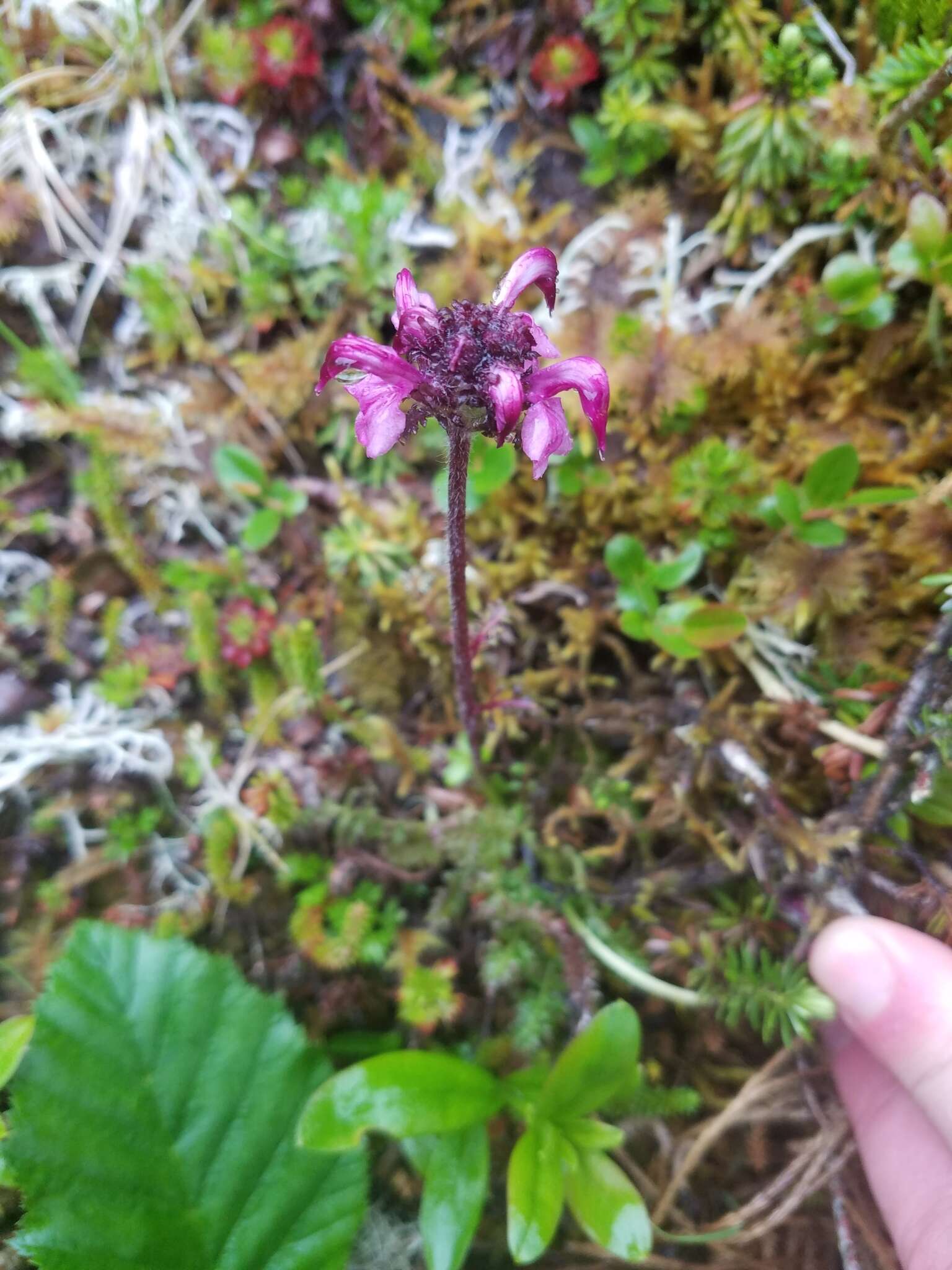 Imagem de <i>Pedicularis ornithorhynchos</i> Bentham