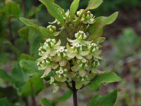 Sivun Asclepias tomentosa Ell. kuva