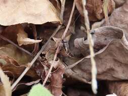 Image of Spotted Ground Cricket