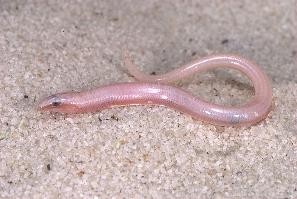 Image of Florida Sand Skink