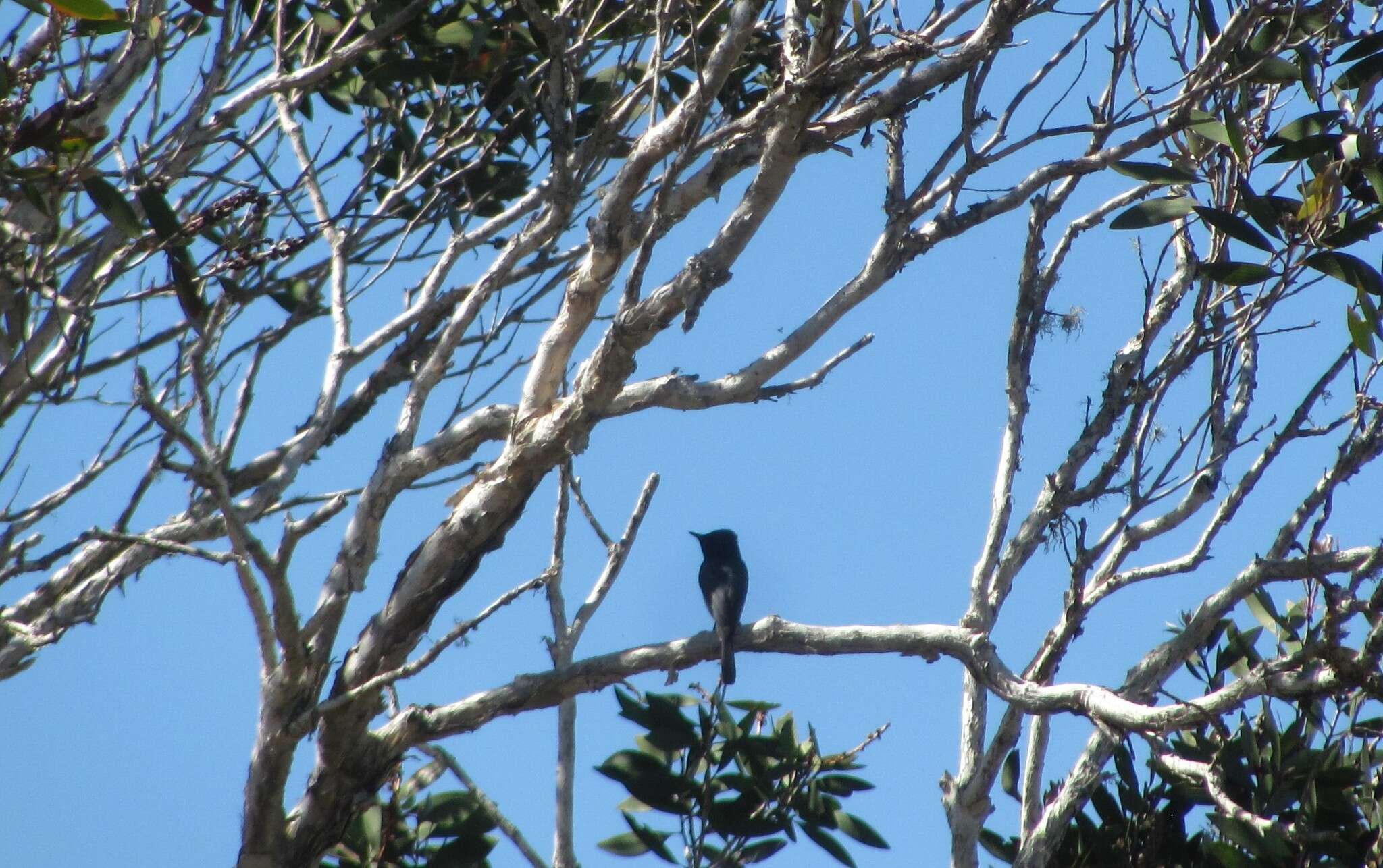 Image of Satin Flycatcher