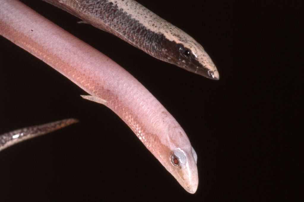 Image of Florida Sand Skink