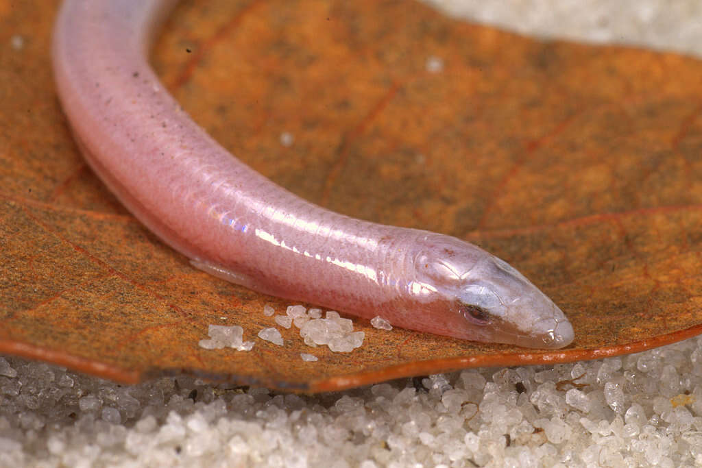 Image of Florida Sand Skink