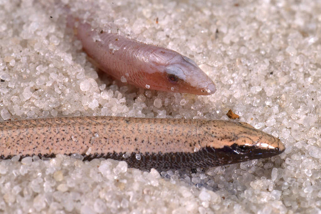 Image of Florida Sand Skink