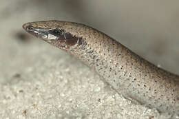 Image of Florida Sand Skink