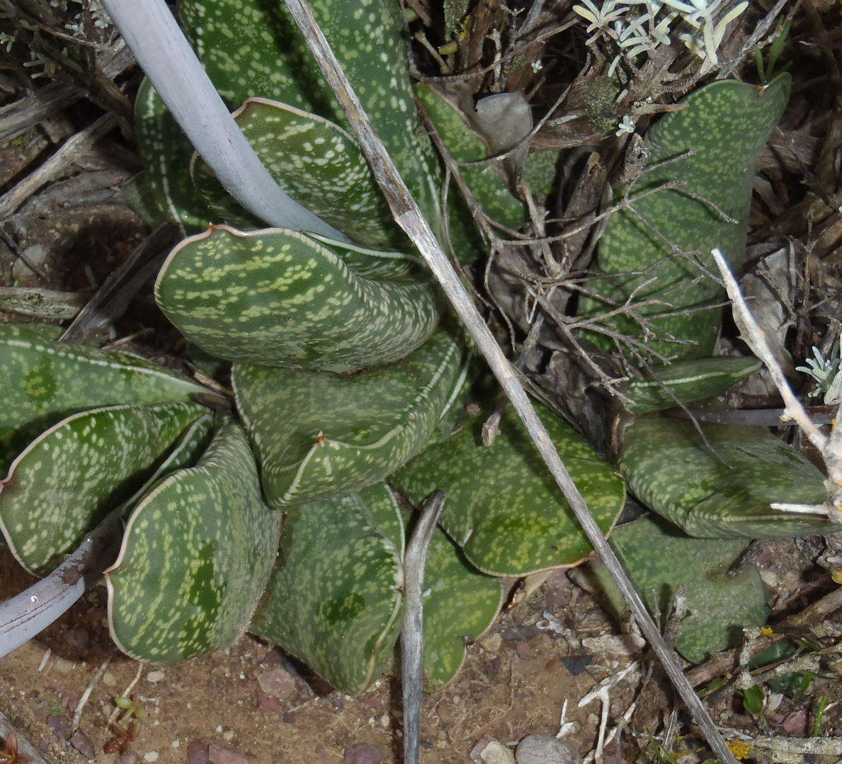 Image of Gasteria brachyphylla var. brachyphylla