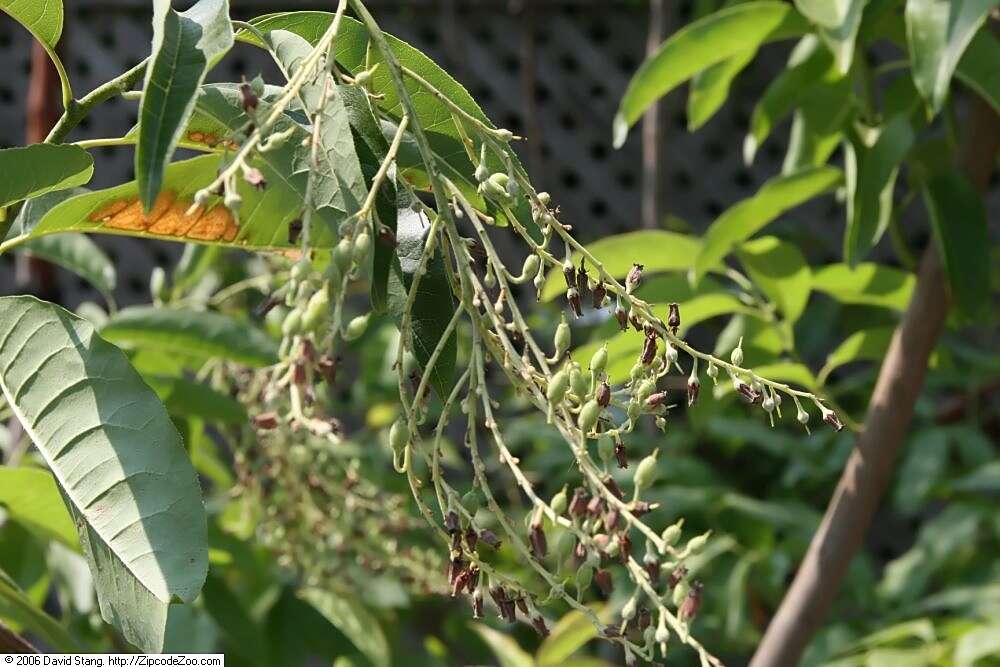 Image de Oxydendrum