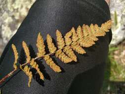 Image of rusty woodsia