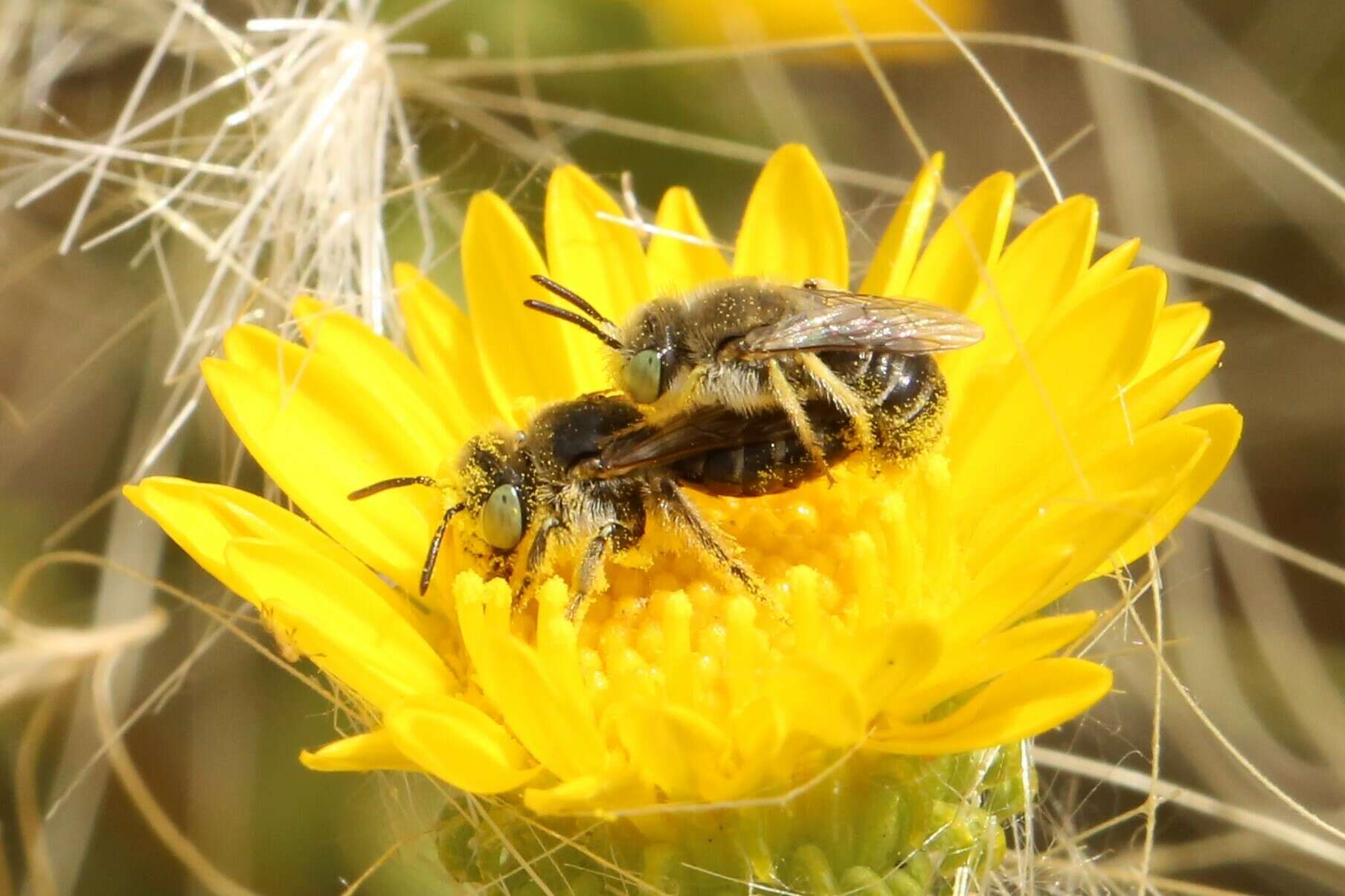 Image of Calliopsis coloradensis Cresson 1878