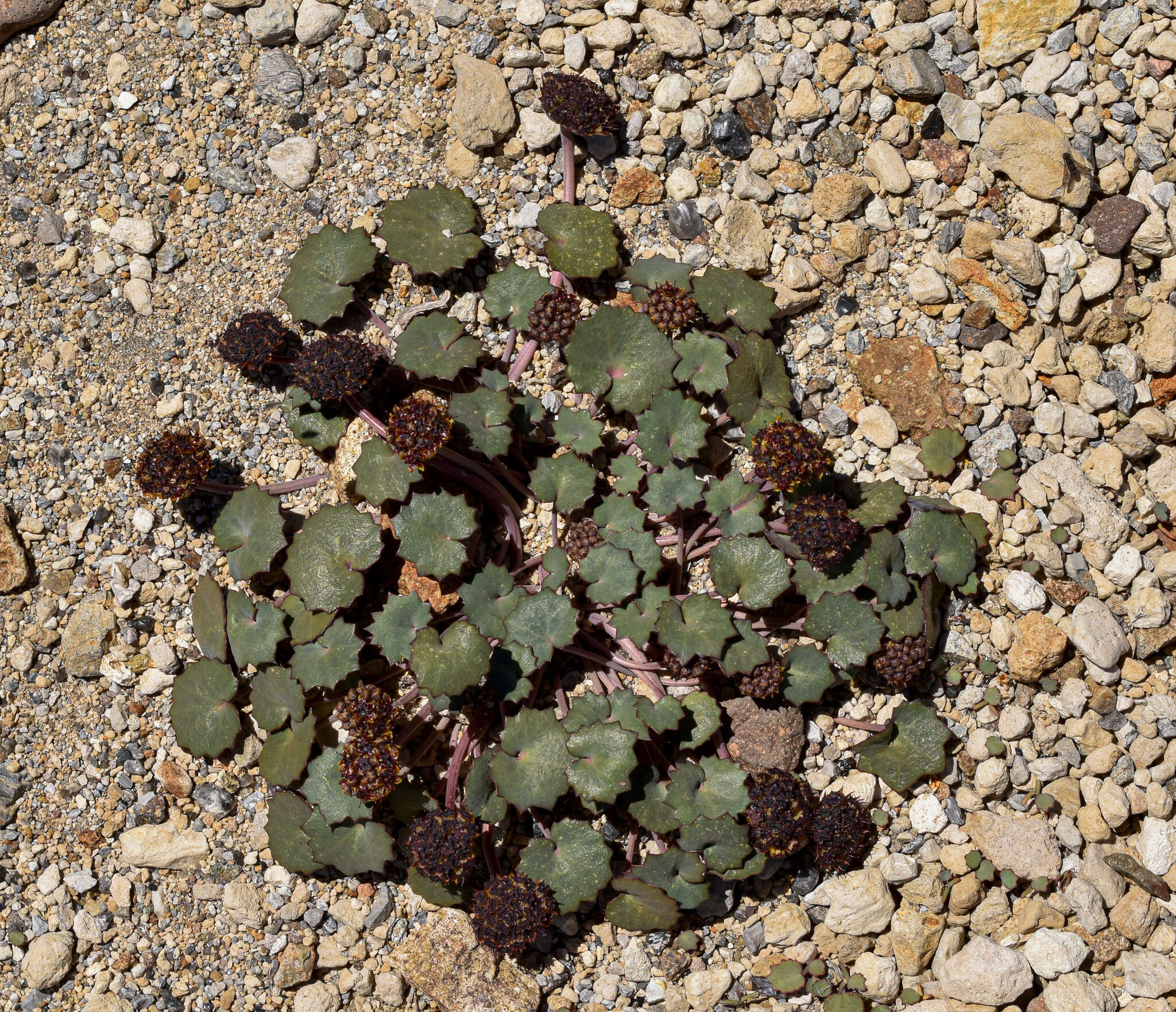 Image of Azorella coriacea (Lag.) Kuntze