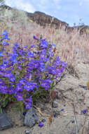 Penstemon acuminatus Dougl.的圖片