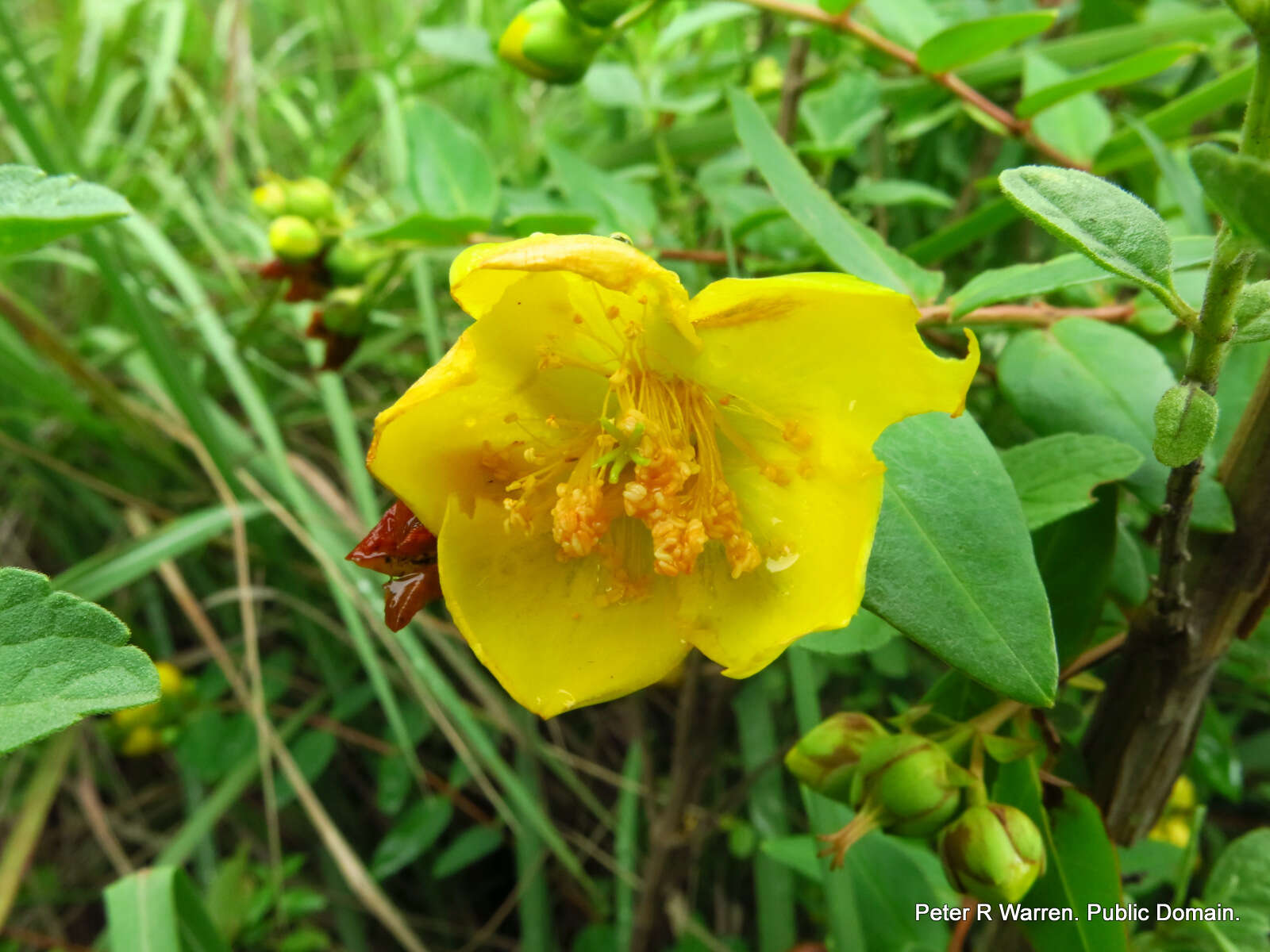 Image of Hypericum forrestii (Chitt.) N. Robson