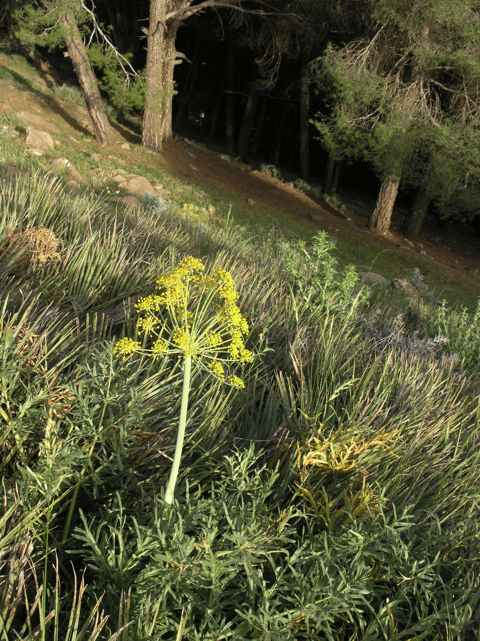 Image of Thapsia transtagana Brot.