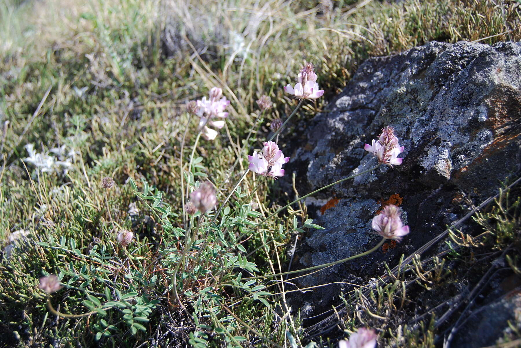 Image of Hedysarum chaiyrakanicum Kurbatski