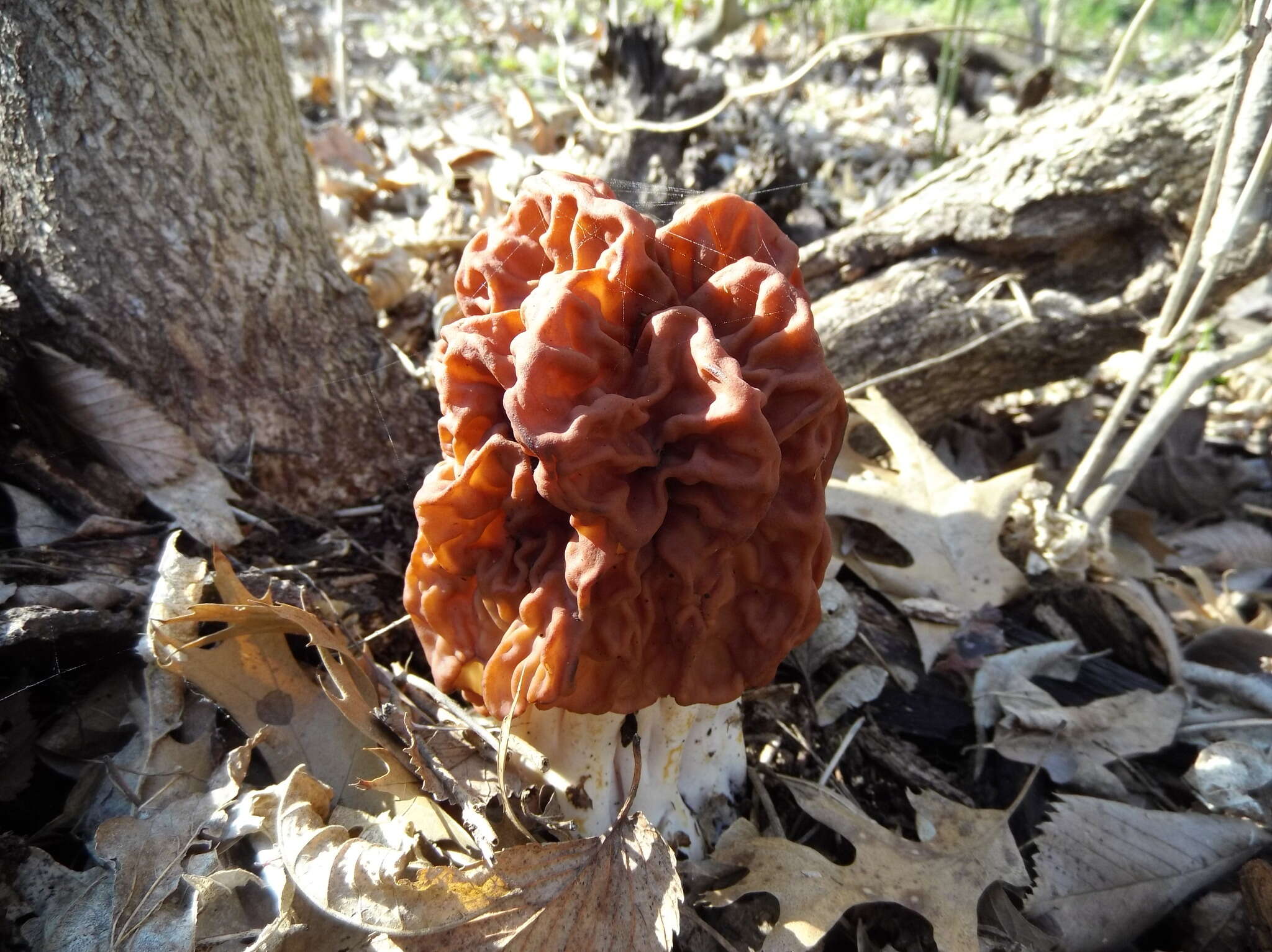 Imagem de Discina caroliniana (Bosc) Eckblad 1968