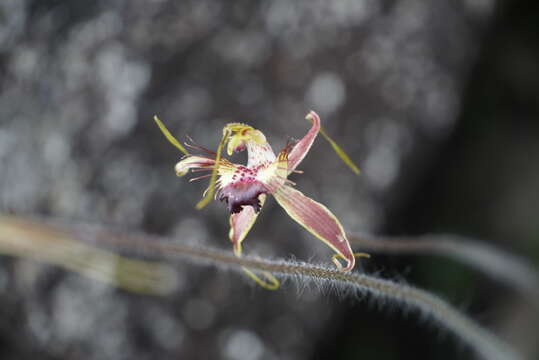 Imagem de Caladenia brownii Hopper