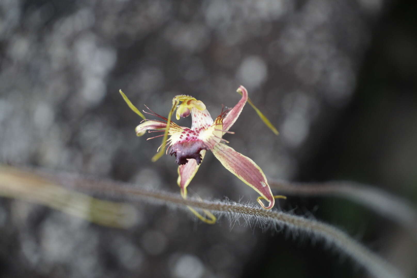 Caladenia brownii Hopper resmi