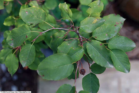Image of Canadian serviceberry