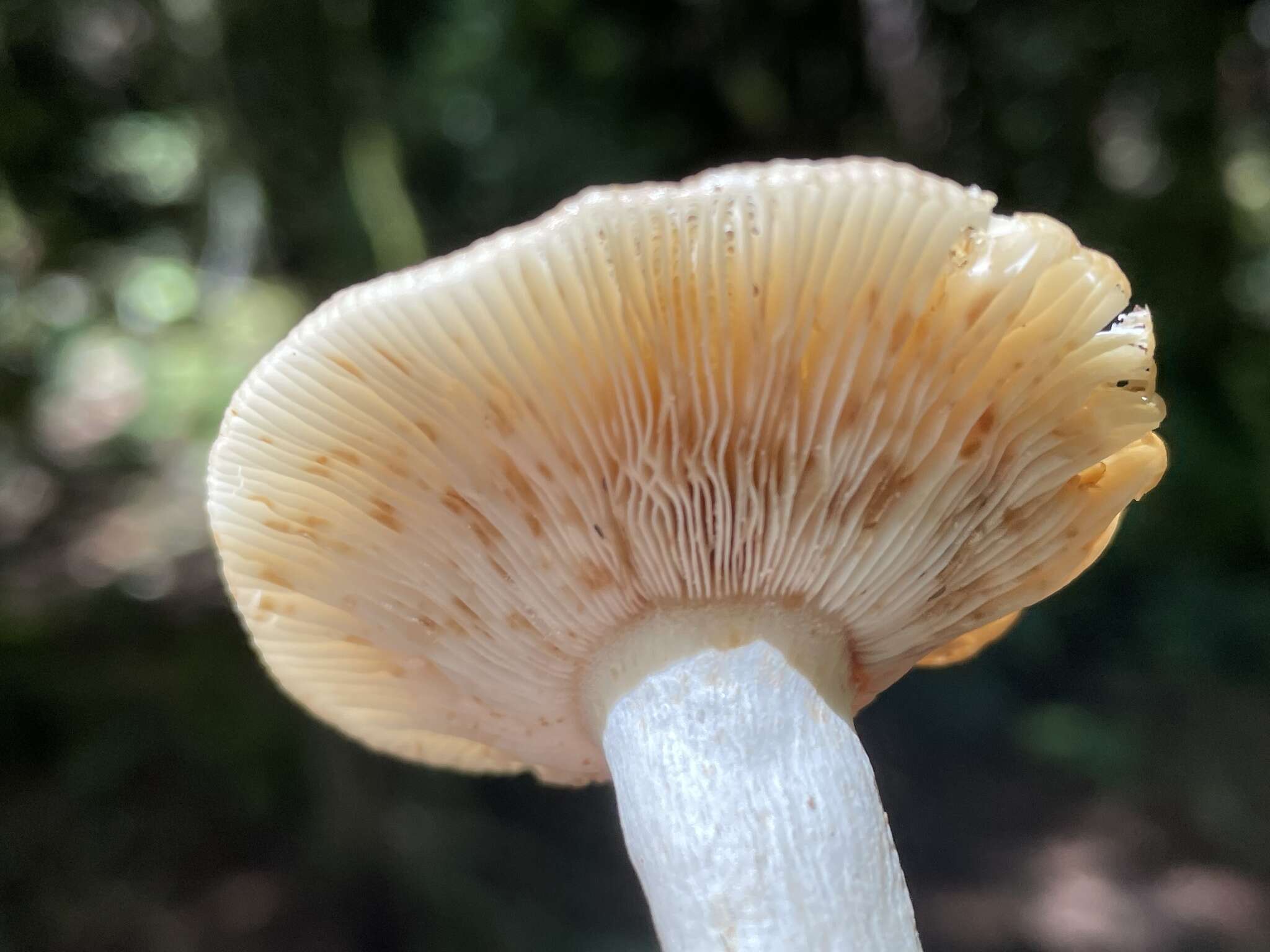 Image of Russula amoena Quél. 1881