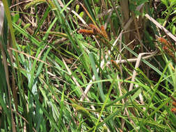 Imagem de Carex clavata Thunb.