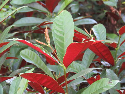 Imagem de Excoecaria cochinchinensis Lour.