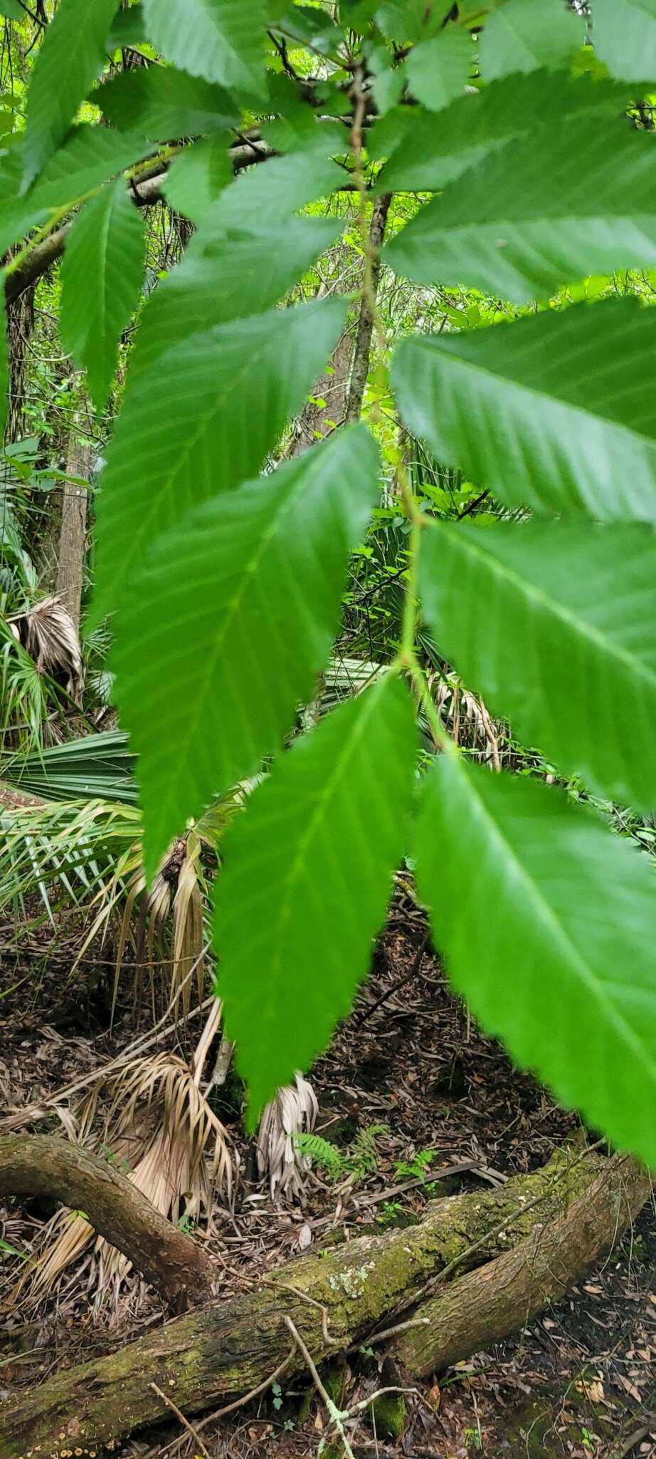 Image of Ulmus americana var. floridana (Chapm.) Little