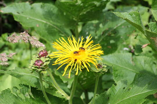 Image of Inula magnifica Lipsky