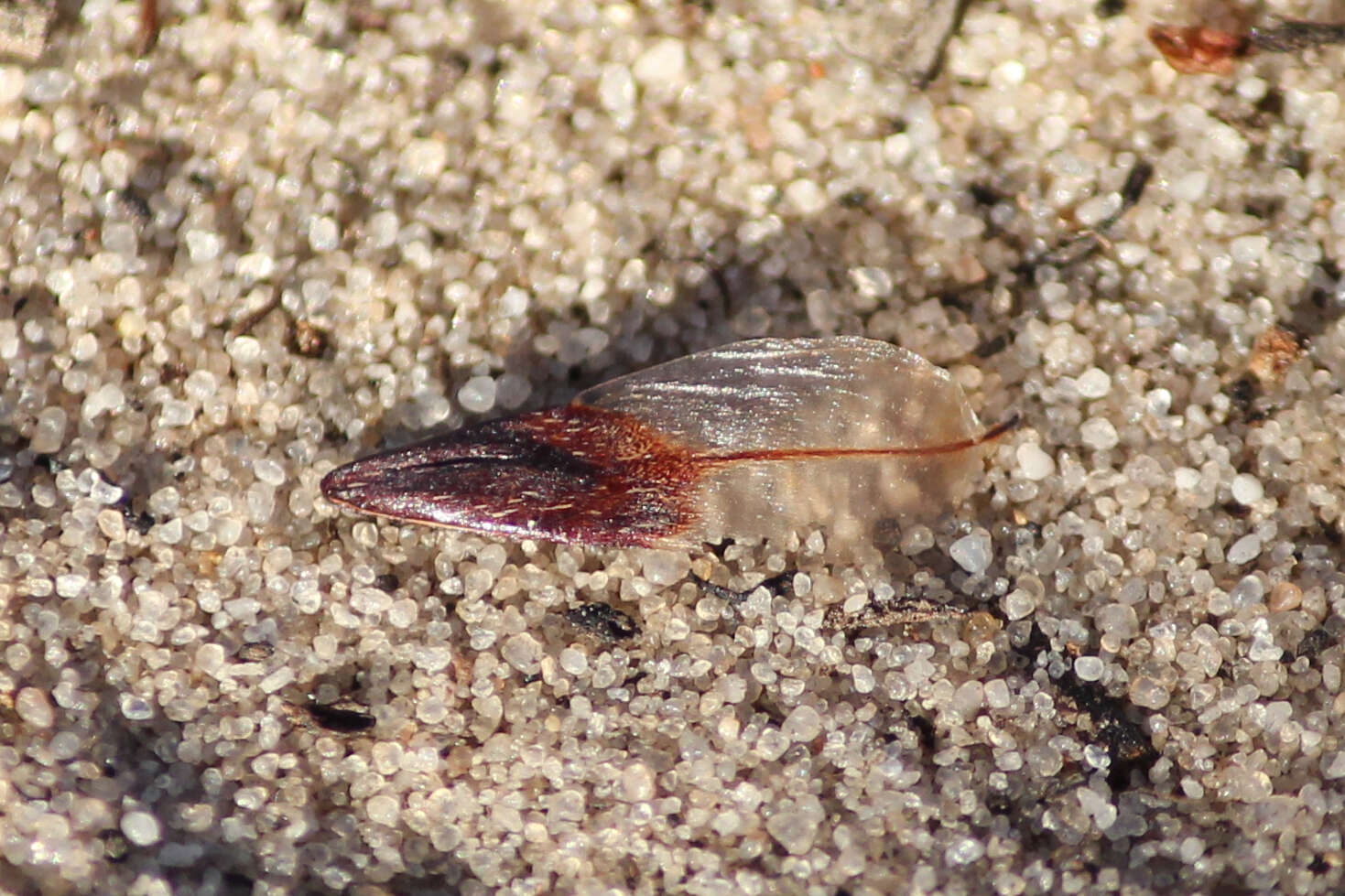 Imagem de Allocasuarina verticillata (Lam.) L. A. S. Johnson