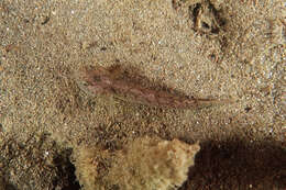 Image of Flat-backed goby