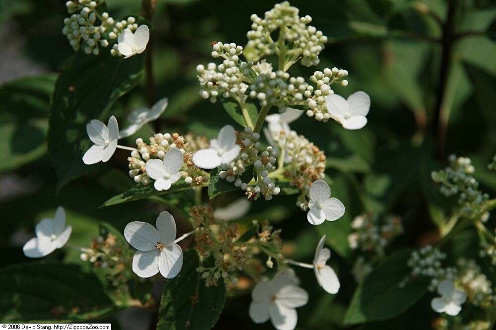 Image of panicled hydrangea