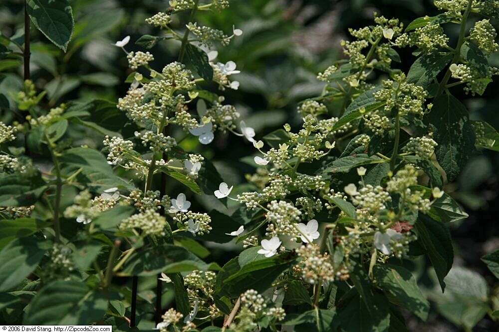 Image of panicled hydrangea