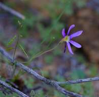 Image of Geissorhiza karooica Goldblatt