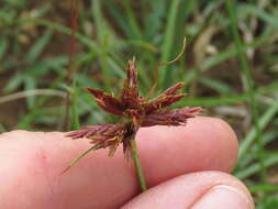 Image of Cyperus usitatus Burch.