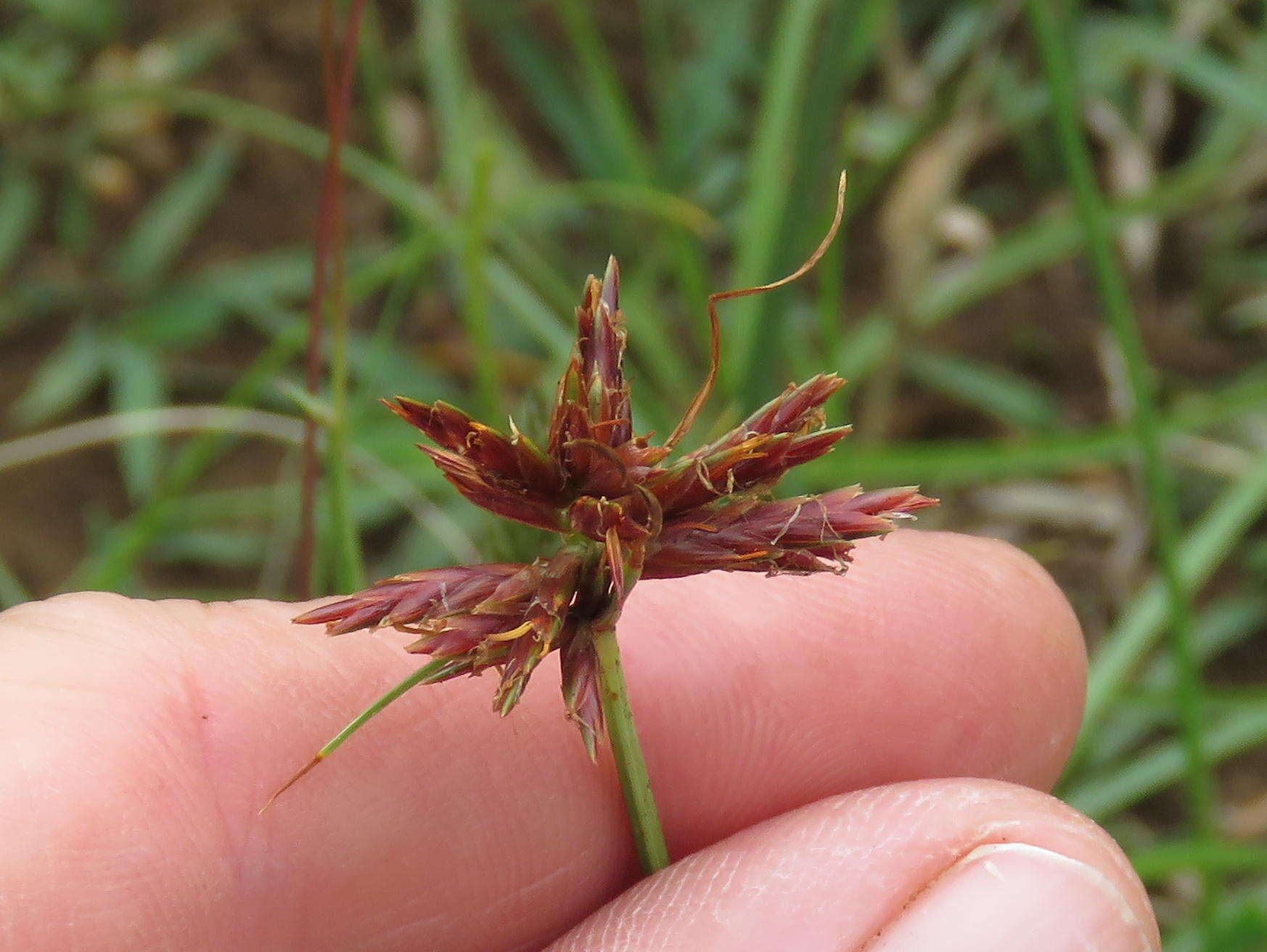 Image of Cyperus usitatus Burch.