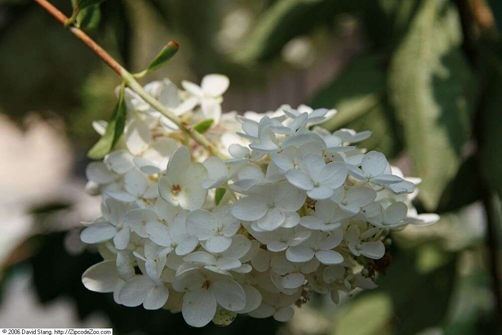 Image of panicled hydrangea